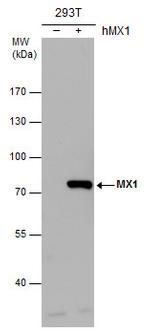 MX1 Polyclonal Antibody