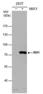 MX1 Antibody in Western Blot (WB)