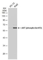 Phospho-AKT1 (Ser473) Antibody in Western Blot (WB)