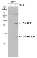 BDNF Antibody in Western Blot (WB)