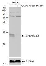 GABARAPL2 Antibody in Western Blot (WB)