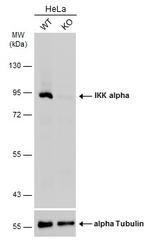 IKK alpha Polyclonal Antibody
