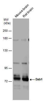 DAB1 Polyclonal Antibody