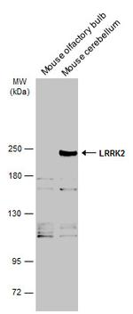LRRK2 Antibody in Western Blot (WB)