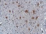 NPY Antibody in Immunohistochemistry (Paraffin) (IHC (P))
