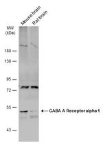 GABRA1 Polyclonal Antibody