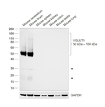 VGLUT1 Antibody