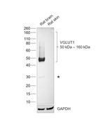 VGLUT1 Antibody