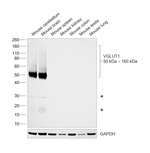 VGLUT1 Antibody in Western Blot (WB)
