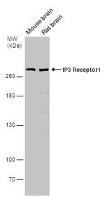 IP3 Receptor 1 Antibody in Western Blot (WB)
