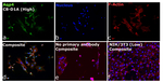 Aquaporin 4 Antibody