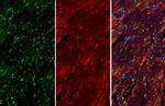 Nkx2.5 Polyclonal Antibody