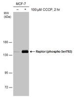 Phospho-Raptor (Ser792) Polyclonal Antibody