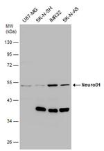 NeuroD1 Polyclonal Antibody