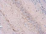 VGLUT3 Antibody in Immunohistochemistry (Paraffin) (IHC (P))