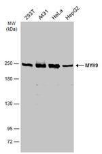MYH9 Antibody in Western Blot (WB)