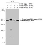 MYH9 Antibody in Western Blot (WB)