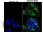 Phospho-EGFR (Tyr992) Antibody in Immunocytochemistry (ICC/IF)