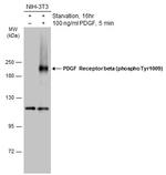 Phospho-PDGFRB (Tyr1009) Antibody in Western Blot (WB)