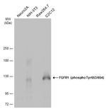 Phospho-FGFR1 (Tyr653, Tyr654) Antibody in Western Blot (WB)