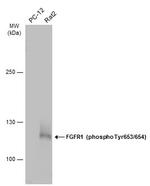 Phospho-FGFR1 (Tyr653, Tyr654) Antibody in Western Blot (WB)