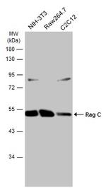 RRAGC Antibody in Western Blot (WB)