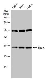 RRAGC Polyclonal Antibody