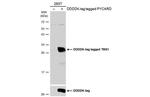 PYCARD Polyclonal Antibody