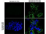 Phospho-EGFR (Tyr1148) Antibody in Immunocytochemistry (ICC/IF)