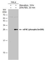 Phospho-eIF4E (Ser209) Antibody in Western Blot (WB)