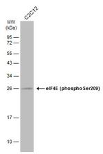 Phospho-eIF4E (Ser209) Antibody in Western Blot (WB)