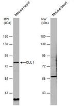 DLL1 Polyclonal Antibody