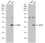 PAX5 Antibody in Western Blot (WB)
