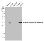 Phospho-S6 (Ser240, Ser244) Antibody in Western Blot (WB)