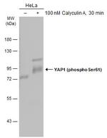 Phospho-YAP1 (Ser61) Antibody in Western Blot (WB)