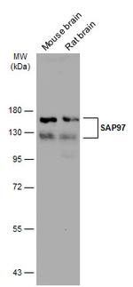 SAP97 Polyclonal Antibody