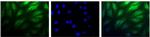 HIF-2 alpha Antibody in Immunocytochemistry (ICC/IF)