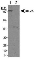 HIF-2 alpha Antibody in Western Blot (WB)