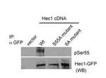 Phospho-HEC1 (Ser55) Antibody in Western Blot (WB)