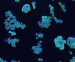 CD4 Antibody in Immunocytochemistry (ICC/IF)