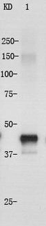 Cytokeratin 18 Antibody in Western Blot (WB)