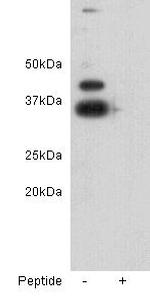 Rex1 Polyclonal Antibody