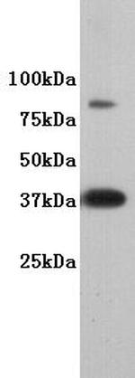 DPPA2 Antibody in Western Blot (WB)