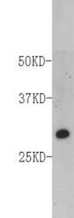FADD Antibody in Western Blot (WB)