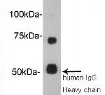 Protein S Polyclonal Antibody