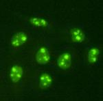 PGBD5 Antibody in Immunocytochemistry (ICC/IF)