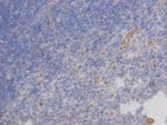 AIRE Antibody in Immunohistochemistry (Paraffin) (IHC (P))