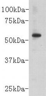 CD147 Antibody in Western Blot (WB)