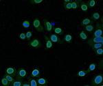 Lamin B2 Antibody in Immunocytochemistry (ICC/IF)