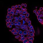 Lamin B2 Antibody in Immunocytochemistry (ICC/IF)